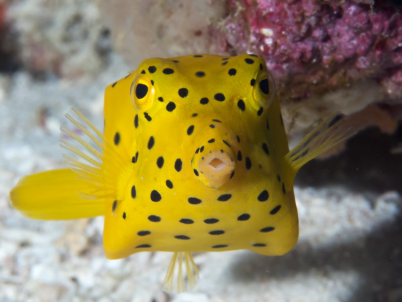 Load-bearing yellow boxfish